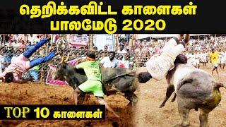 தெறிக்கவிட்ட காளைகள்  பாலமேடு 2020 TOP 10 JALLLIKATTU KAALAIKAL Palamedu Jallikattu 2020 Highlights