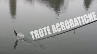 TROTE ACROBATICHE! TROUT AREA