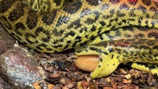 ANACONDA MOMMA ATTACKS (At The Reptile Zoo)