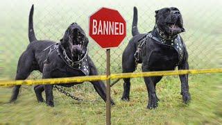 Top 10 Unfairly Banned Dog Breeds