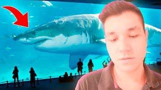 TOP 10 BIGGEST SHARKS IN THE WORLD