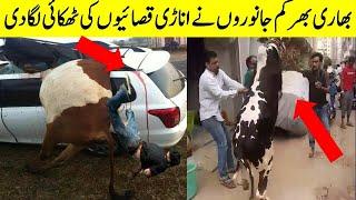 Anari qasai Vs dangerous  bulls and camels | Funny Qurbani videos 2020