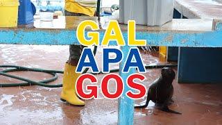 A Fish Market in the Galapagos