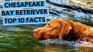 Chesapeake Bay Retriever - TOP 10 Interesting Facts