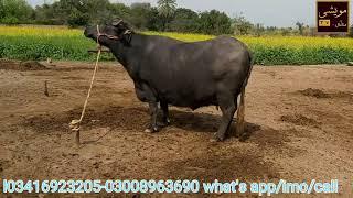 top class and beautiful buffalo in Pakistan 6/3/2020/ price- 285,000