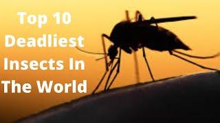 Top 10 deadliest insects in the world- some even result in death