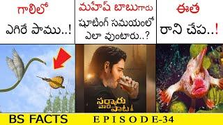 Flying Snake.. !| Most Intersting And Unknown Facts In Telugu | Amazing Facts | BS Facts | Ep-34
