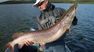 Pesca a vista e in top water di grossi  lucci in acqua trasparente