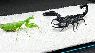 10 Craziest Insect Fights Caught on Camera