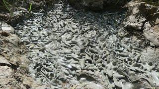 Wow Amazing!!! A Lot Of Fish In Mud When Dry Water Time / Catch fishes at Field with a Brother