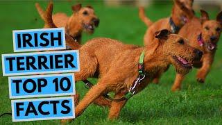 Irish Terrier - TOP 10 Interesting Facts