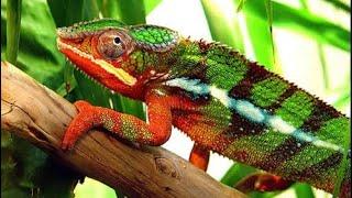 Top 10 Colour Changing Animal’s Around The World