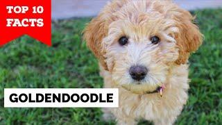 GoldenDoodle - Top 10 Facts