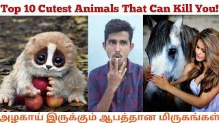 Top 10 Cute Animals That Can Kill You! | அழகாய் இருக்கும் ஆபத்தான மிருகங்கள் | Tamil | TalksByAshok