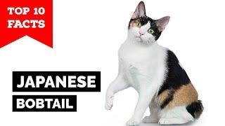 Japanese Bobtail - Top 10 Facts