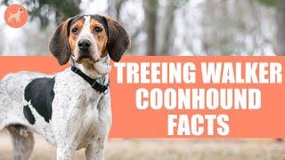 Treeing Walker Coonhound: Top 10 Unbelievable Facts