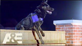 How to Find Drugs With a K9 | America's Top Dog (Season 1) | A&E