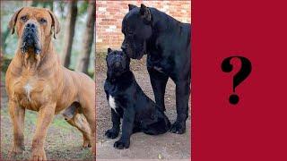 Top 10 Guard dogs 2020 Animal story