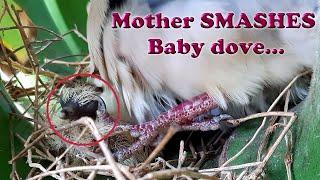 Natural incubation of mother | Banana bird nest | baby dove | Columbidae | Turtle dove | baby bird
