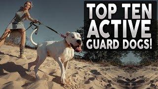 TOP 10 GUARD DOGS FOR ACTIVE PEOPLE