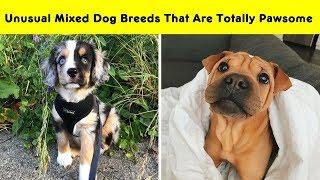 Unusual Mixed Dog Breeds That Are Totally Pawsome