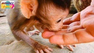 Adorable Mia happy play come to kiss my hand, Baby cute & happy playing, Monkey Daily 5399
