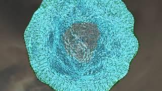 Top 10 Amazing Facts in hindi about Immune system