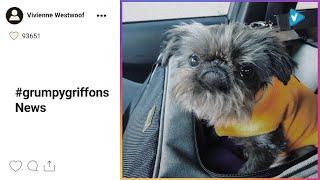 Top 10 #grumpygriffons Posts & Updates, Starring: vivawestwoof