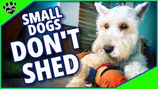 10 Small Dog Breeds That Dont Shed