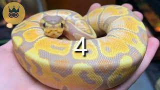 Top 10 Amazing Facts About Animals  
| norm fact | #normfact | #top10
|