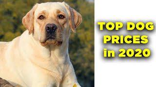 Dogs Prices in india 2020  |  Top Dog breeds price 2020 | dog price list in india 2020