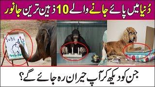 Top 10 Most Intelligent Animals | The Urdu Information