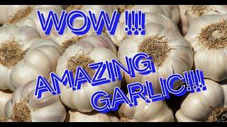 TOP 10 AMAZING HEALTH BENEFITS OF GARLIC