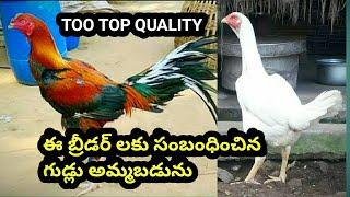 Top top quality eggs for sale full information || 9989084344