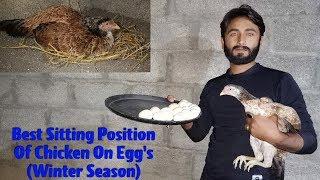 Best Sitting Position Of Chicken On Egg's (Hatching) | December 2019