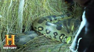 Swamp People: Serpent Invasion: GIANT ANACONDA HUNT IN EVERGLADES (Season 1) | History