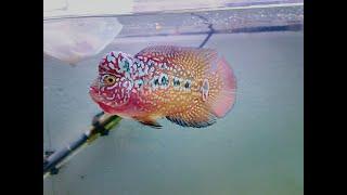 [F3 Kamfa] Top 10 Beautiful King Kamfa Flowerhorn Fish