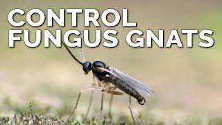 Foolproof Fungus Gnat Prevention and Control